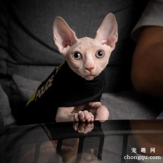 越养越值钱的几个猫咪品种,狸花猫、无毛猫上榜