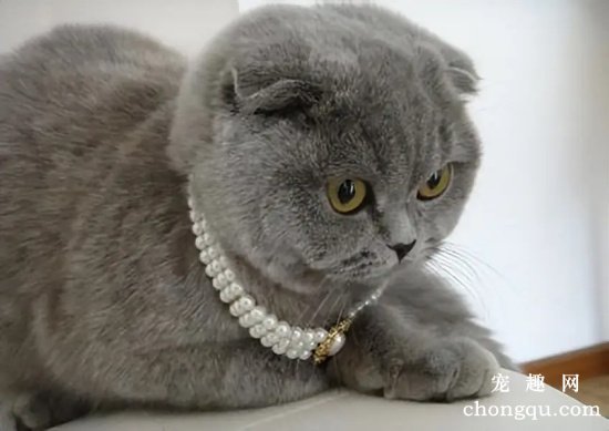 有钱人一般都会养什么品种的猫咪?
