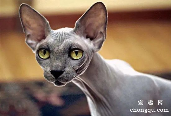 有钱人一般都会养什么品种的猫咪?