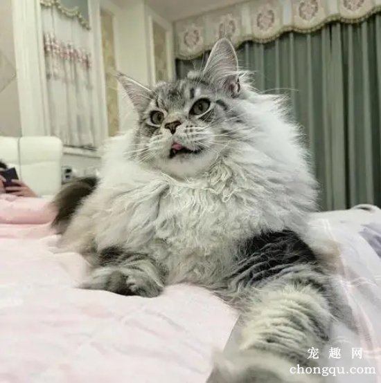 有钱人一般都会养什么品种的猫咪?