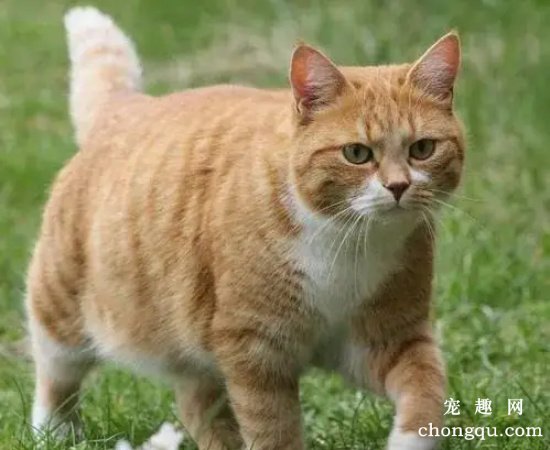 为什么橘猫那么容易胖？