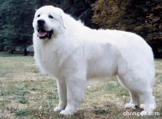 大白熊犬容易得皮肤病吗 怎么避免大白熊犬得皮肤病