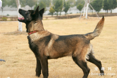 <b>马犬怎么训练</b>