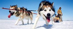 雪橇犬有几种？