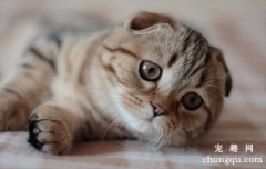 猫咪尿床是什么原因