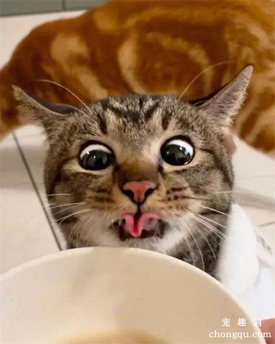 每次看到食物时，这只猫的表情都很浮夸...