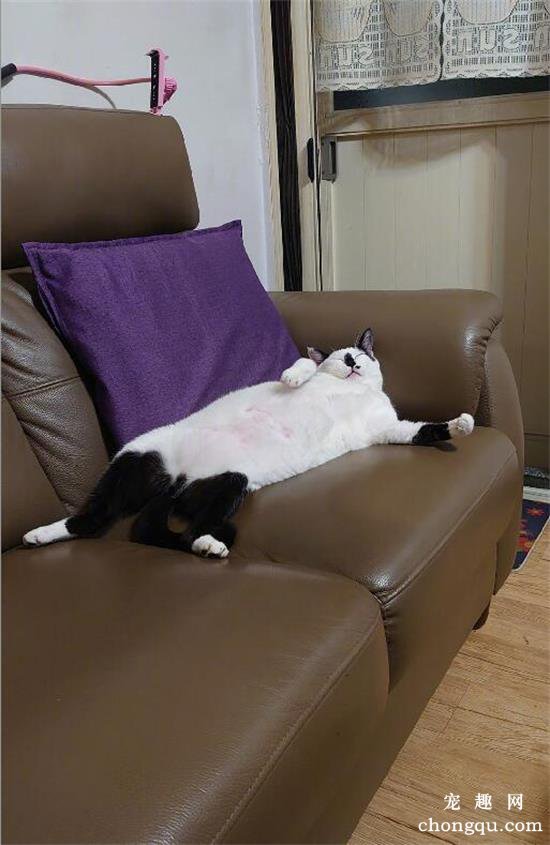 猫猫太累，“裤子”只脱一半躺沙发上就睡着了...