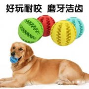 <b>为狗狗挑选磨牙玩具的注意事项</b>
