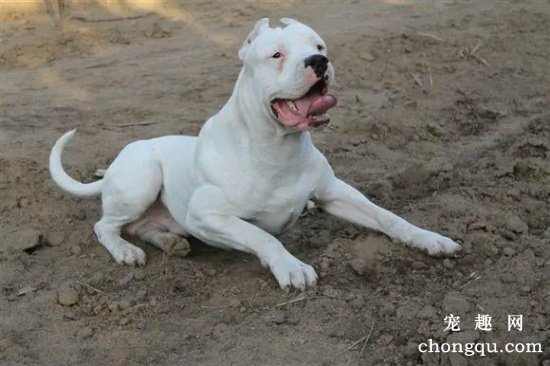 杜高犬可以吃骨头吗 杜高犬吃骨头注意事项