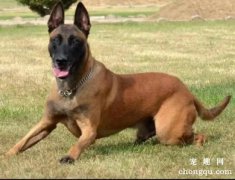 <b>怎么训练马犬 训练马犬的最佳时期</b>