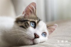 什么是猫咪贫血？如何治疗猫咪贫血？