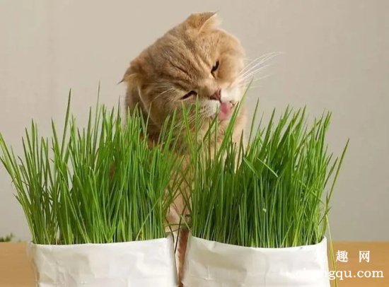 猫咪都会吃猫草吗？(猫咪吃猫草有哪些好处？)