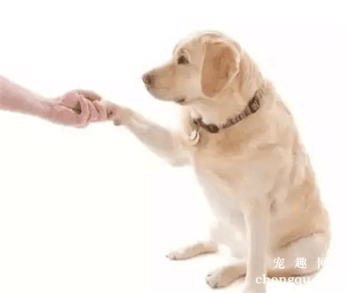 如何训练宠物狗握手?