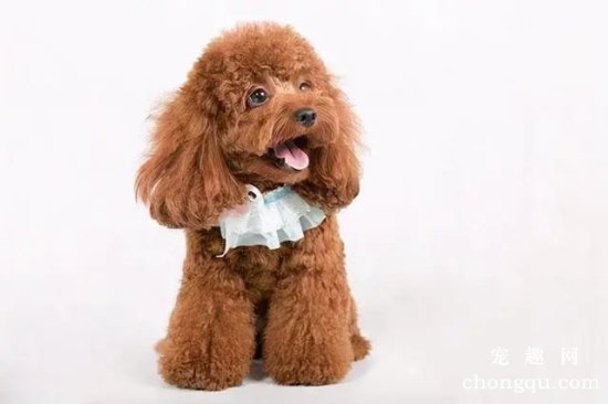 刚出生的贵宾犬怎么断尾巴,为什么泰迪一出生就要剪尾巴