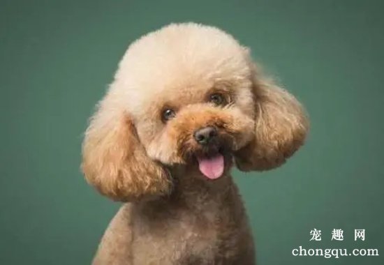 刚出生的贵宾犬怎么断尾巴,为什么泰迪一出生就要剪尾巴