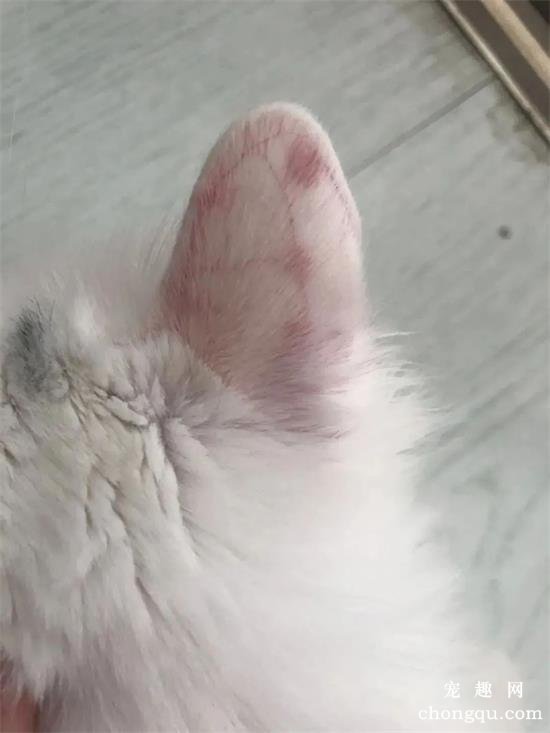 猫咪常见的5种皮肤病该怎么处理？
