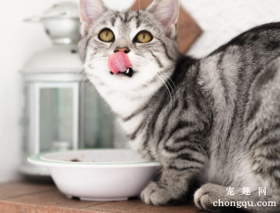 猫咪为什么会舔嘴唇?猫咪舔嘴唇的7个原因