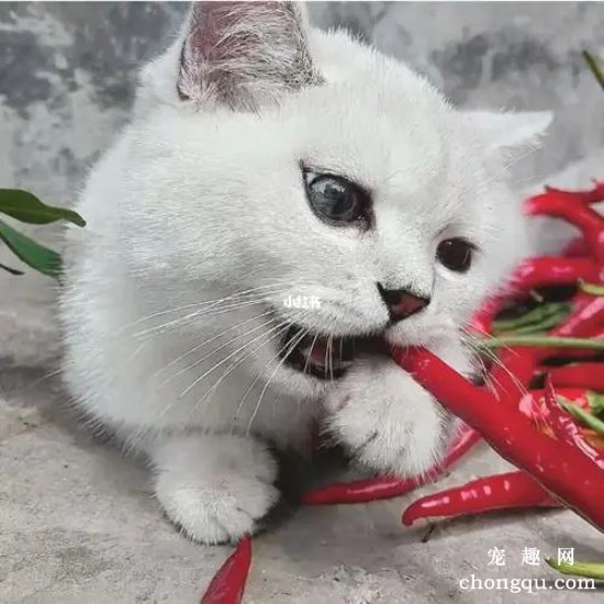 猫咪能吃辣吗?猫咪能尝出辣味吗?