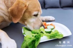 <b>狗狗吃蔬菜对健康有益吗</b>
