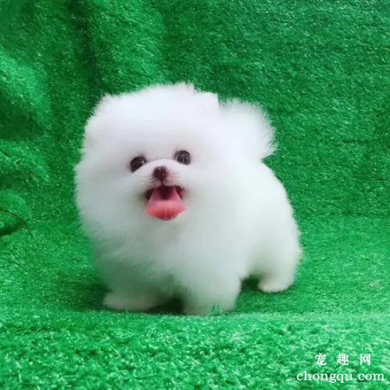 了解博美犬先天缺陷