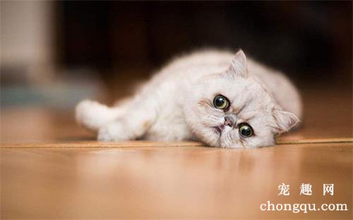 猫咪换粮的时候就软便呕吐是什么原因？