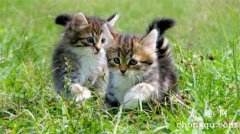 <b>猫咪常见的寄生虫病有哪些呢？</b>