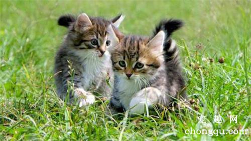 猫咪常见的寄生虫病有哪些呢？