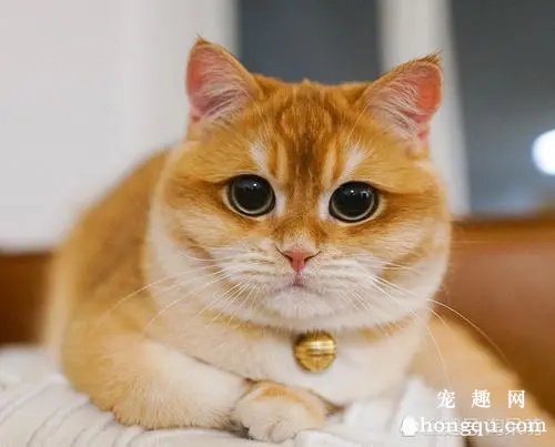 猫咪常见的寄生虫病有哪些呢？