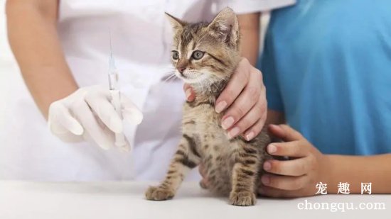 猫咪打预苗的注意事项