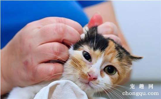 猫咪耳螨的症状和治疗方法