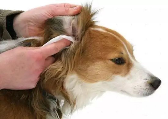 如何给狗狗耳道做清洁