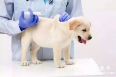 <b>关于狗狗疫苗接种及驱虫的注意事项</b>
