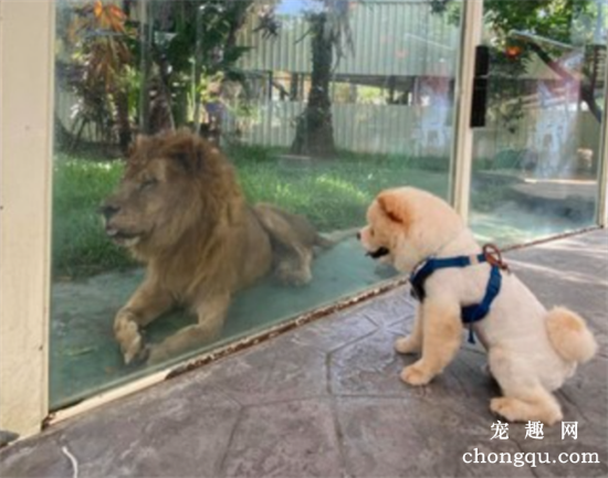 <b>主人带狗狗去逛动物园，结果看到狮子后……被狗子的反应笑哭了！</b>