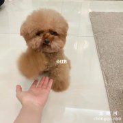 <b>泰迪狗怎么训练听话</b>