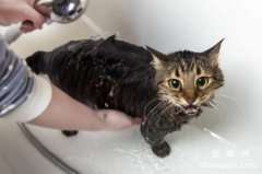 <b>猫咪特别惧怕洗澡，不爱洗澡怎么办？</b>
