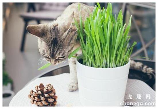 猫草和猫薄荷有什么区别
