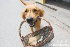 <b>怎样训练狗狗买东西</b>