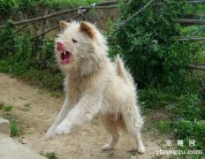 <b>下司犬怎么训练打猎？</b>