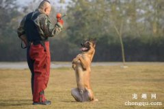 <b>详细讲解训练爱犬坐立的四个方法</b>