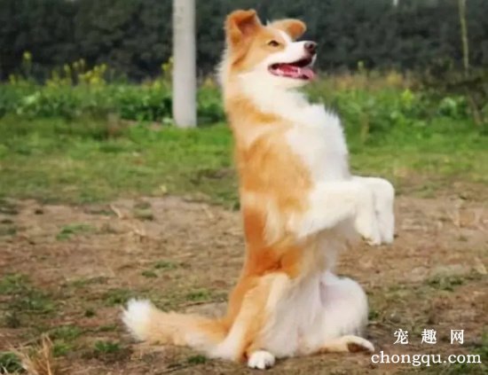 详细讲解训练爱犬坐立的四个方法