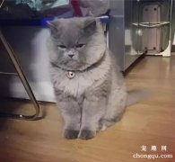 <b>蓝猫一共有哪些品种？</b>