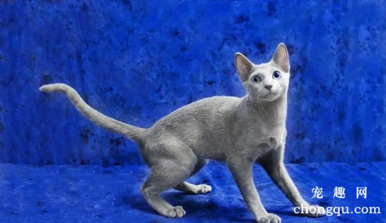 蓝猫一共有哪些品种？