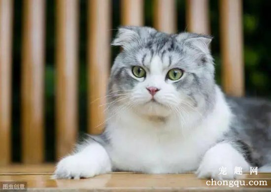 蓝猫一共有哪些品种？