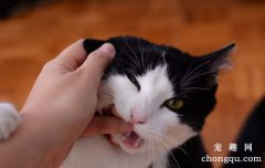 猫咪下嘴唇肿了是什么原因