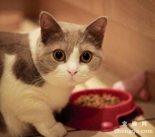 幼猫除了猫粮能吃什么