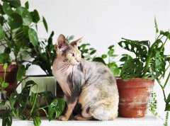 橡皮树对猫咪有毒吗