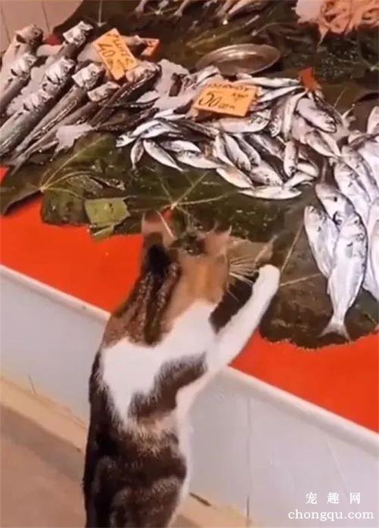 流浪母猫每天都会来鱼摊偷鱼，而老板都会假装看不到：心太软了呀