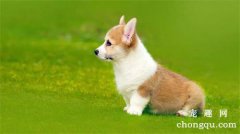 <b>怎么训练狗狗的站姿</b>