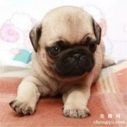 小狗呕吐是什么原因？