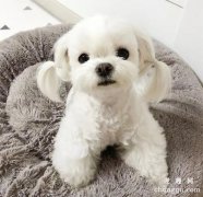 <b>幼犬驱虫知识大科普 铲屎官必看</b>